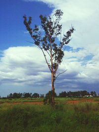 Trees on field against cloudy sky