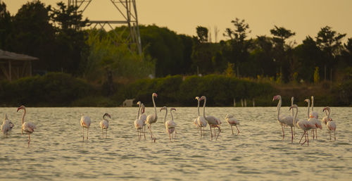 Flock of birds in the lake