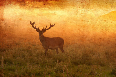 Deer standing in a field