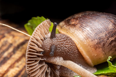 Close-up of snail on leaf