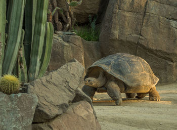 Galapagos giant tortoise on field