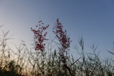 Close-up of plant against sky