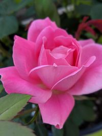 Close-up of pink rose