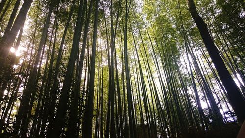 Low angle view of trees in forest