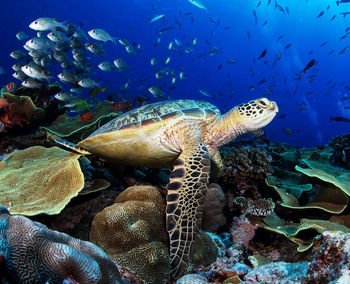 Turtle swimming in sea