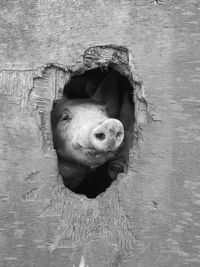 Pig seen through hole of wooden wall