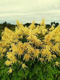 Close-up of yellow flowering plants against sky