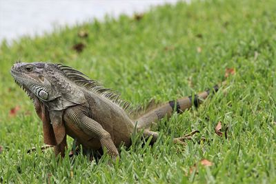 Lizard on a field