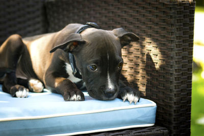 Pit bull terrier puppy lying on wicker chair in back yard