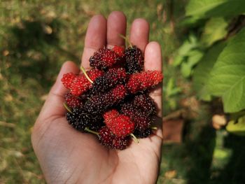 Human's hand holding fresh mulberries at garden