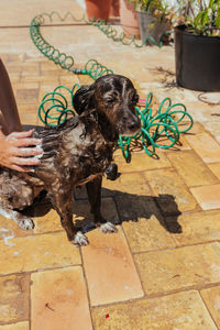 High angle view of dog by potted plant on footpath