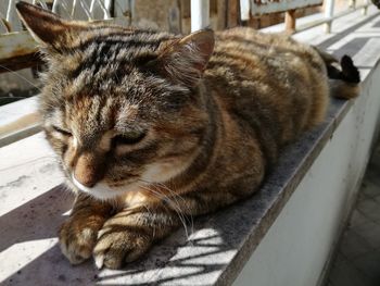 Close-up of a cat sleeping