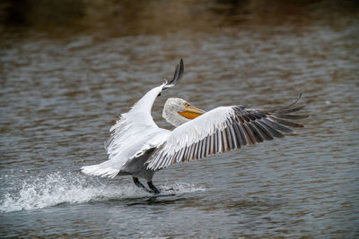 Bird flying over lake