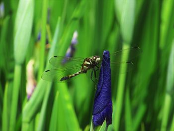 Close-up of insect on plant