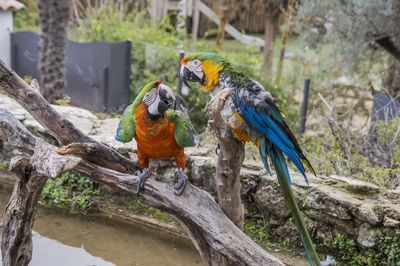 Two birds perching on branch