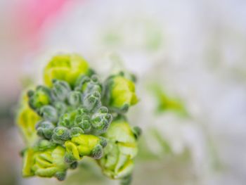 Close-up of green plant