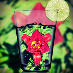 Close-up of red flowers