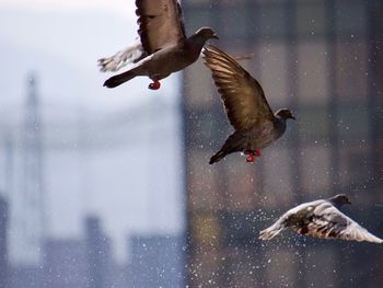 Bird flying in the winter