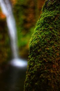 Close-up of moss growing on tree trunk