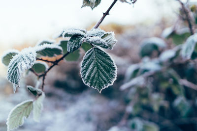 Close-up of frozen plant