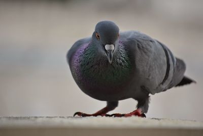 Close-up of bird perching on railing