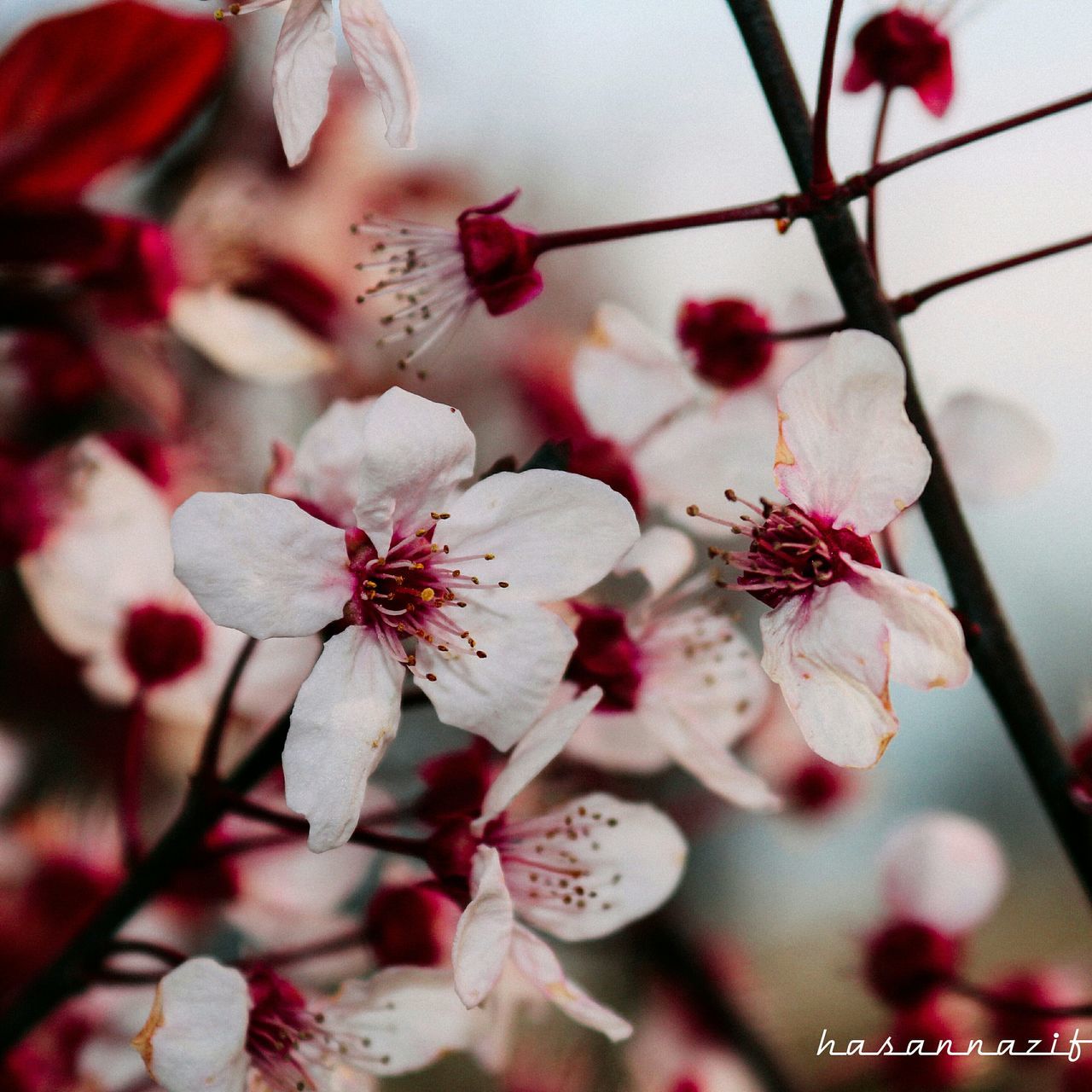 flower, freshness, fragility, growth, petal, branch, beauty in nature, pink color, close-up, twig, nature, blossom, focus on foreground, flower head, in bloom, blooming, season, springtime, stem, bud