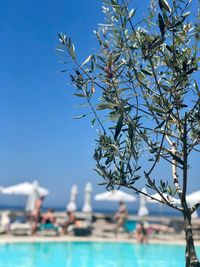 Tree by sea against clear blue sky