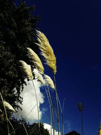Low angle view of palm trees against clear blue sky