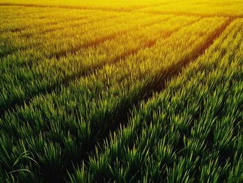 Crops growing on field