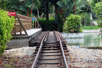 Railroad tracks amidst trees and plants