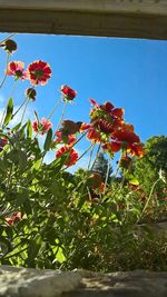 Low angle view of red flowers blooming against sky