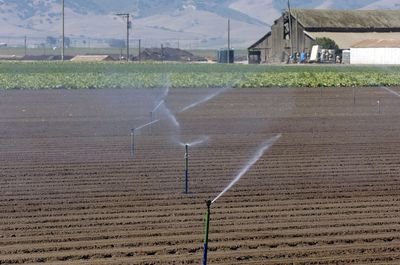 Sprinkler irrigation in field