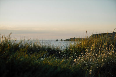 Plants growing on field by sea against sky