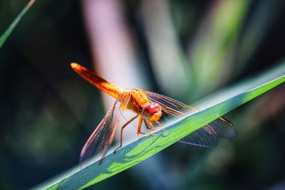 Close-up of dragonfly on leaf