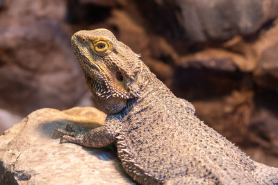 Close up of a central bearded dragon in captivity