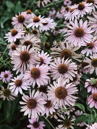 Close-up of pink daisy flowers