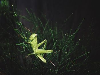 Close-up of grass