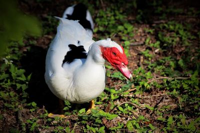 High angle view of duck on field