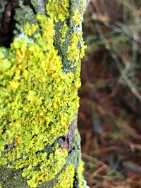 Close-up of moss growing on tree trunk