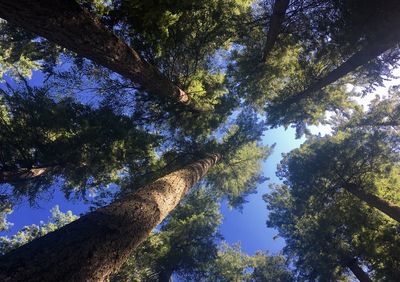 Low angle view of trees against sky