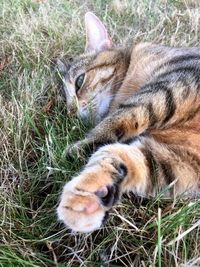 Close-up of cat lying on field