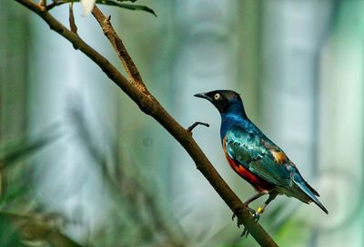 Superb starling perching on stick in forest