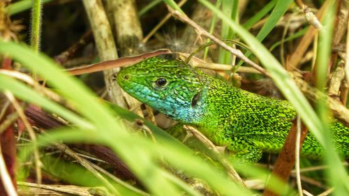 Close-up of lizard on tree