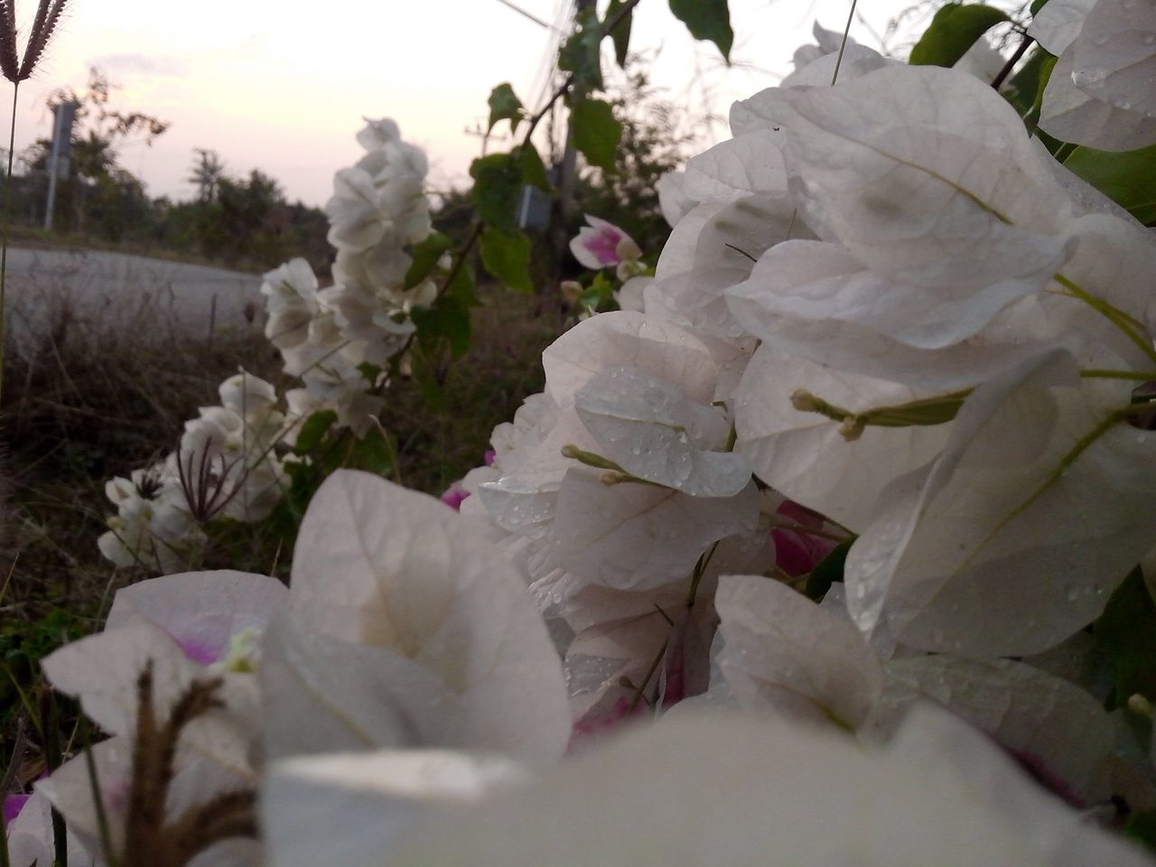 flower, fragility, white color, freshness, beauty in nature, close-up, petal, nature, growth, plant, focus on foreground, day, no people, leaf, season, flower head, outdoors, abundance, selective focus, white