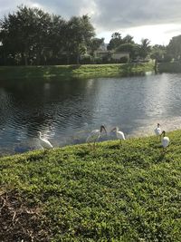 View of birds in lake
