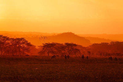 View of trees on field against sky during sunset