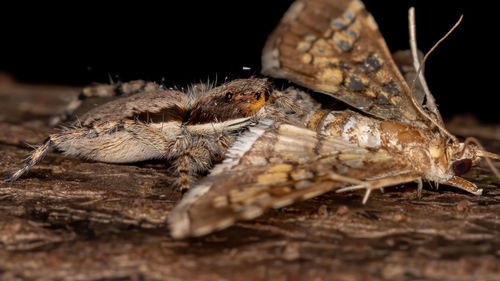 Close-up of butterfly on field