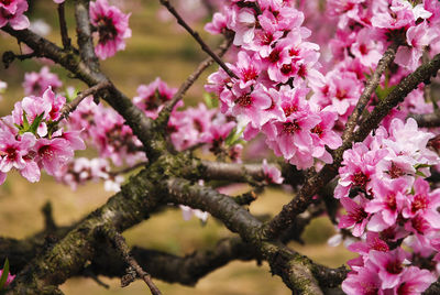 Close-up of pink flowers on branch