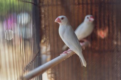 Close-up of birds perching on wood in cage