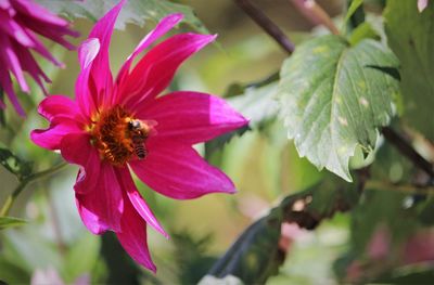Close-up of bee pollinating on pink flower